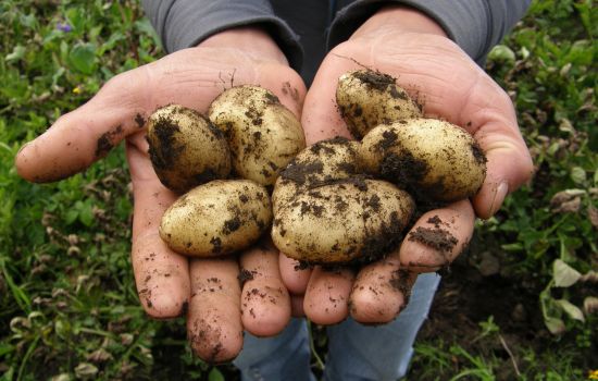 Patate 3 006e4098 - Meraviglie di Calabria - 32