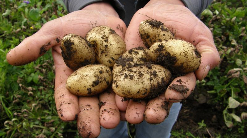 Patate 3 017bc216 - La Patata della Sila IGP protagonista di una nuova pubblicità nazionale - 1 La Patata della Sila IGP protagonista di una nuova pubblicità nazionale