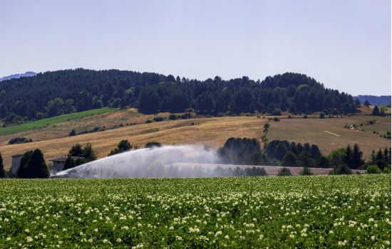 sila patate campo 1 015e29ee - Meraviglie di Calabria - 1