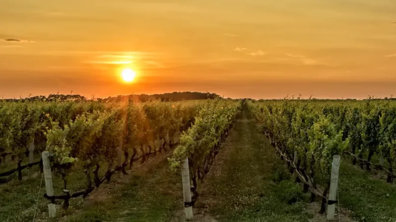 vigneti calabria e1707152323397 0170e941 - Vagaggini: «Uno dei punti di forza del Sud? I vitigni calabresi» - 1 Vagaggini: «Uno dei punti di forza del Sud? I vitigni calabresi»