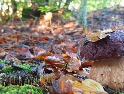 I Re dei boschi, Serra San Bruno celebra i suoi funghi migliori