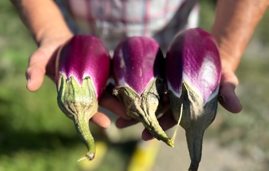 Melanzana di Longobardi presidio slow food 9 scaled 03057df6 - Meraviglie di Calabria - 1