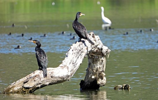 Tarsia lago fauna 1 0353094b - Meraviglie di Calabria - 1