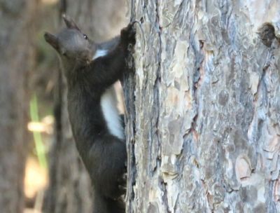 La sorpresa degli scoiattoli avvistati nella pineta di Marina di Sibari