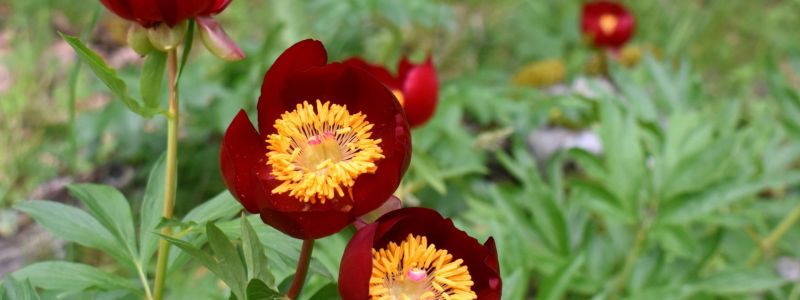 Magnifiche sfumature di rosso, la fioritura delle peonie sul Pollino