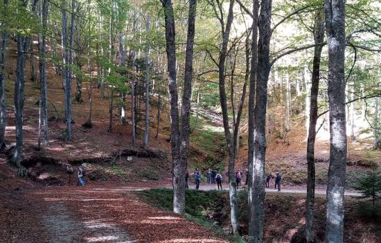 Sila sentiero foresta incantata 2 a 047f774c - Meraviglie di Calabria - 7