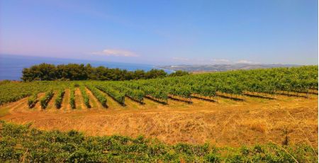 VINI REGGINI 4 04e571a6 - Meraviglie di Calabria - 14