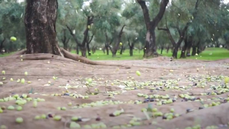 documentario 5 04990642 - Passione da cultivar, la promozione dell'eccellenza dell'olio d'oliva calabrese in un docuspot - VIDEO - 1 Passione da cultivar, la promozione dell’eccellenza dell’olio d’oliva calabrese in un docuspot – VIDEO