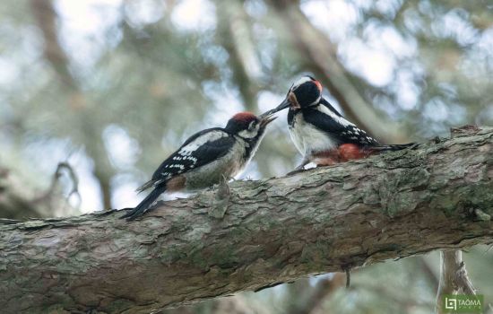 LIPU picchio rosso maggiore copertina foto di Tommaso Talerico scaled 05437759 - Meraviglie di Calabria - 3