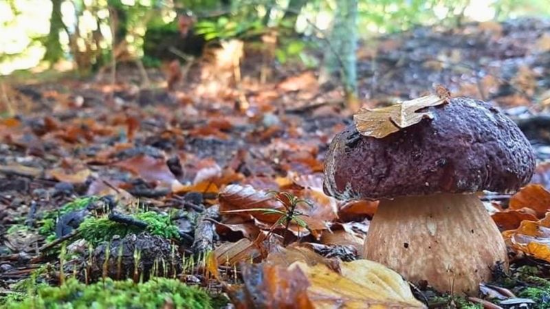 I Re dei boschi, Serra San Bruno celebra i suoi funghi migliori