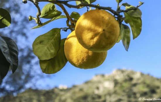 bergamotto ph Carmine Verduci 2 065b9475 - Meraviglie di Calabria - 7