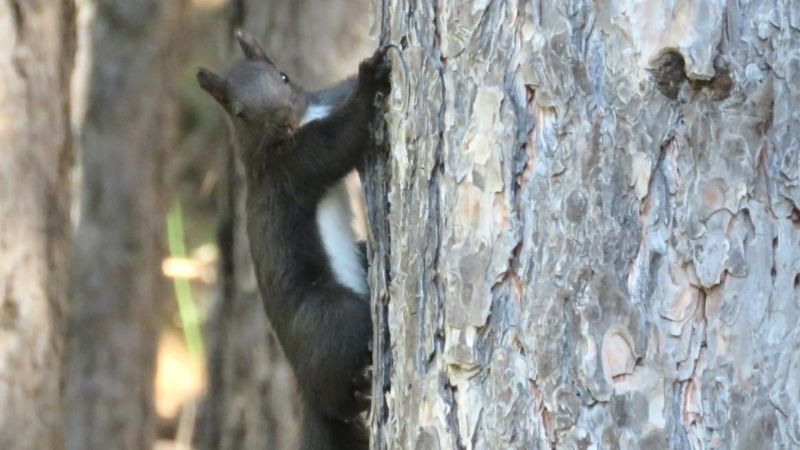 La sorpresa degli scoiattoli avvistati nella pineta di Marina di Sibari