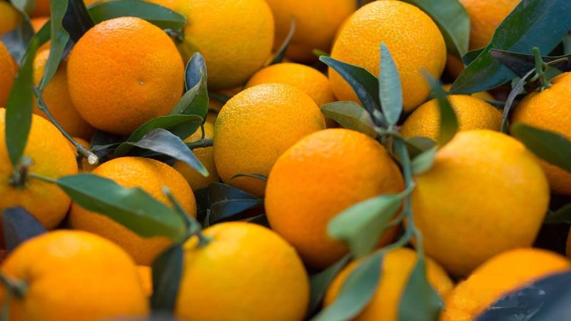 Clementina Festival, eccellenza e sviluppo nella Piana di Sibari