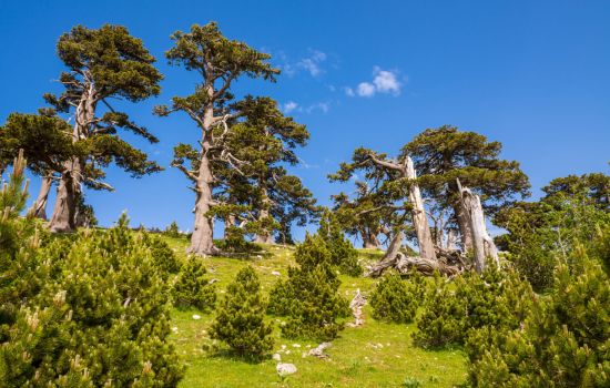 Twisted trees in the Pollino National Park