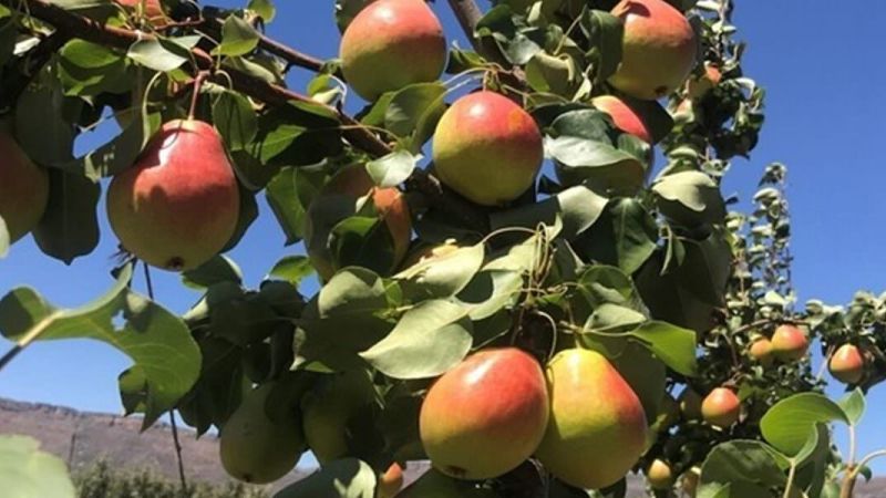 A Cittanova i risultati della ricerca sulla pera Eden Gold in Calabria