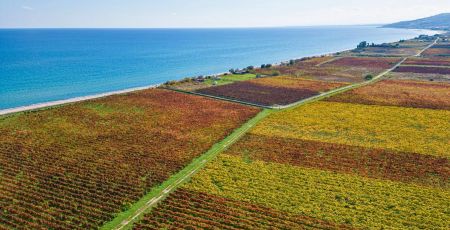 vigneti ciro 3 0889a3af - Meraviglie di Calabria - 5