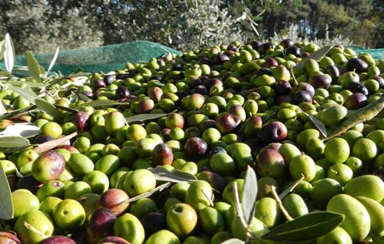olive 09c0f69e - Meraviglie di Calabria - 1