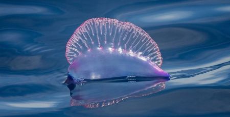 Mare Caravella portoghese 1 0a9c20f0 - Meraviglie di Calabria - 33