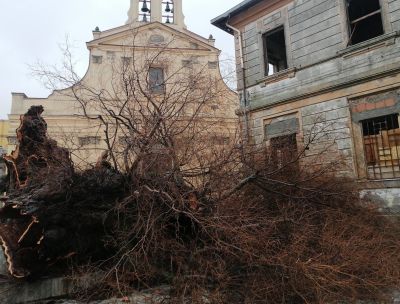 Vita e morte dell’Olmo di San Lorenzo. E se rinascesse Gerasimo?