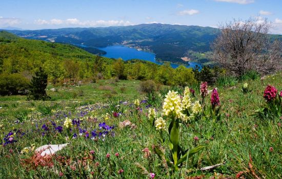Sila lago fioritura 0aa5643b - Meraviglie di Calabria - 1
