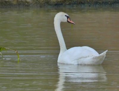 Presenza rara a Crotone, un Cigno reale alla foce del Passovecchio