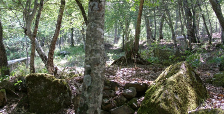 comune di castroregio foresta