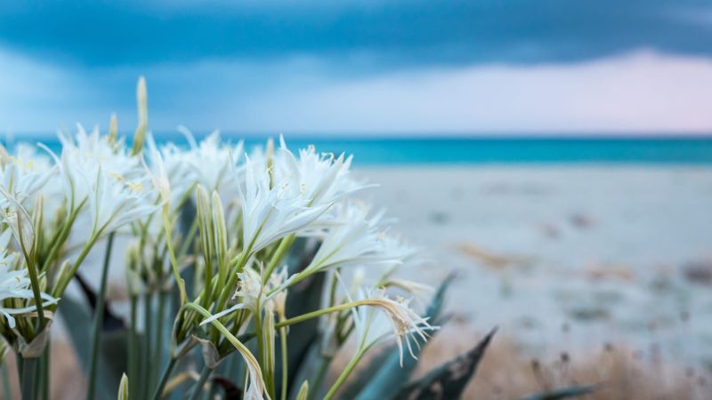 Si ripete lo spettacolo dei Gigli di Mare lungo le spiagge calabresi