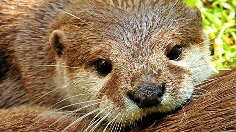 Biodiversità, il Parco Nazionale della Sila è nel progetto NATURES 