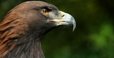 Steinadler Aquila chrysaetos closeup2 Richard Bartz 0b387f7a - Meraviglie di Calabria - 25