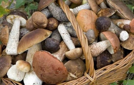 funghi silapanaro 0ba6c63a - Meraviglie di Calabria - 23