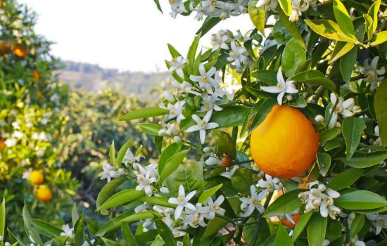 zagara fiori darancio 1 0b83127d - Meraviglie di Calabria - 1