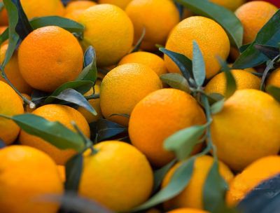 Clementina Festival, eccellenza e sviluppo nella Piana di Sibari