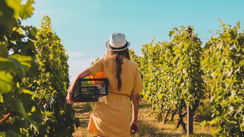 Donna in vigna Woman in vineyard e1709555175367 0ccf9666 - In Calabria il primo vino in Italia contro la violenza di genere - 1 In Calabria il primo vino in Italia contro la violenza di genere