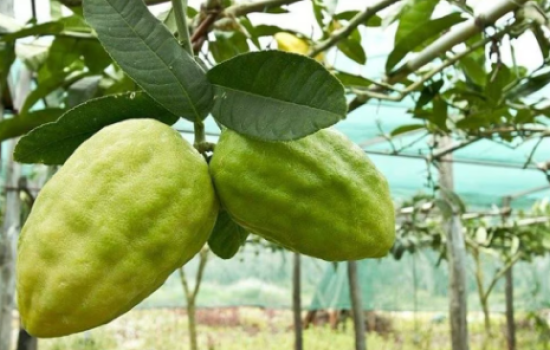 copertina cedro