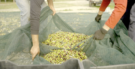 olive raccolta Parco Archeologico di Sibari SIBARITICO 3 0cab13e1 - Meraviglie di Calabria - 43