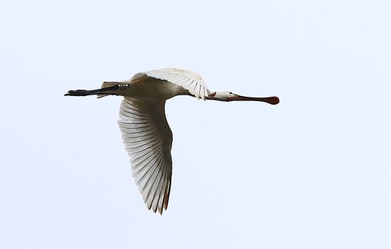 LIPU Spatola inanellata Tarsia Ph Maria Corrado e Ernesto Napolitano 7 0db26597 - Meraviglie di Calabria - 1