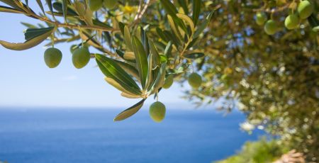 ulivo mare costa 0d3f6327 - Meraviglie di Calabria - 13