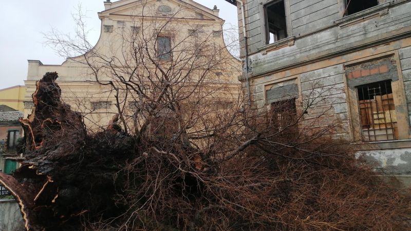Vita e morte dell’Olmo di San Lorenzo. E se rinascesse Gerasimo?