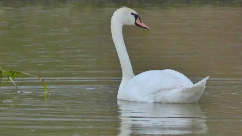 Presenza rara a Crotone, un Cigno reale alla foce del Passovecchio