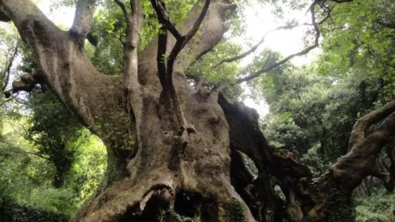 quercia antica aspromonte 1 e1713171515204 0eab45f7 - Alberi monumentali, Aspromonte custode di un tesoro - 1 Alberi monumentali, Aspromonte custode di un tesoro