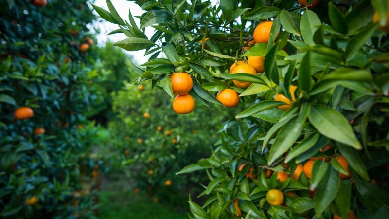 Clementine 2 0f71e5db - Le Clementine IGP, dalla Calabria una produzione da record - 1 Le Clementine IGP, dalla Calabria una produzione da record