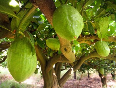 Il diamante giallo, il Cedro di Santa Maria del Cedro su RaiPlay
