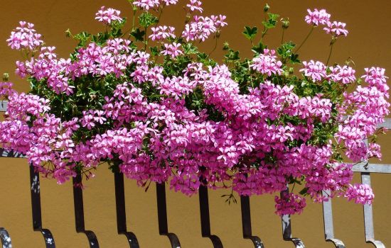 fiori gerani 1 0f6374b4 - Meraviglie di Calabria - 5