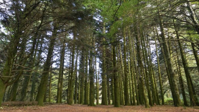 424768339 784899517005775 1983068715046802260 n e1708079362499 10d25d2a - Foreste Vetuste, il Parco d’Aspromonte fa rete con le altre aree protette del Sud - 1 Foreste Vetuste, il Parco d’Aspromonte fa rete con le altre aree protette del Sud