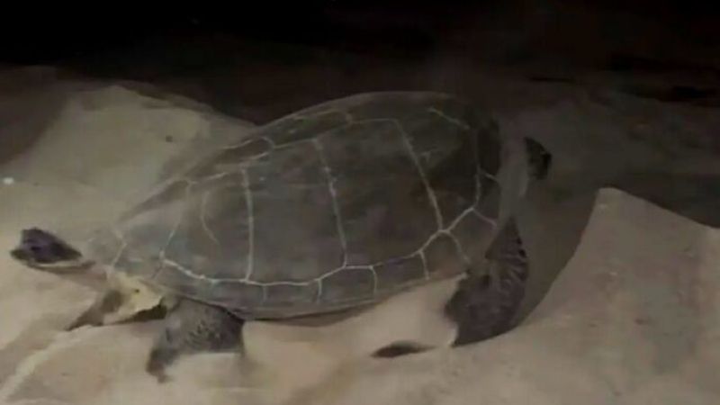 Chelonia mydas tartaruga verde calabria 696x522 1 1033240c - Tartaruga marina verde tenta di nidificare in Calabria: è il primo caso in Italia - 1 Tartaruga marina verde tenta di nidificare in Calabria: è il primo caso in Italia