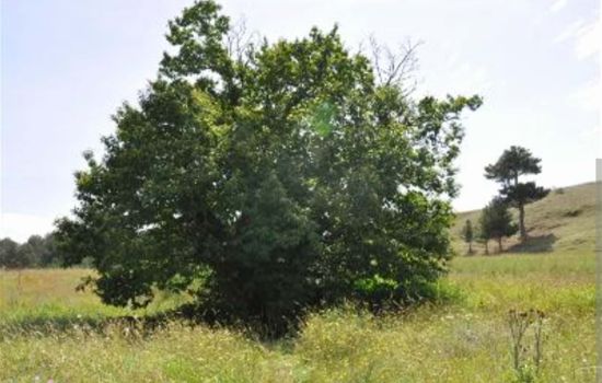 castagno ritoccato 11bd5418 - Meraviglie di Calabria - 1