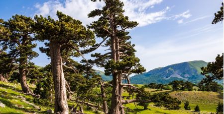 parco del pollino 1183b82d - Meraviglie di Calabria - 26