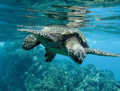 Calabria culla delle Caretta caretta, seconda in Italia con 17 nidi WWF