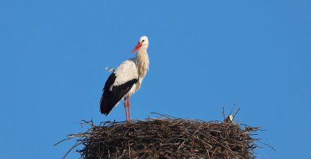 Cicogna LIPU ph Maria Corrado ed Ernesto Napolitano 6 a 1226a6f1 - Meraviglie di Calabria - 25