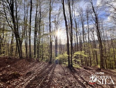 Opera Sila, generi e linguaggi diversi si incontrano nel bosco